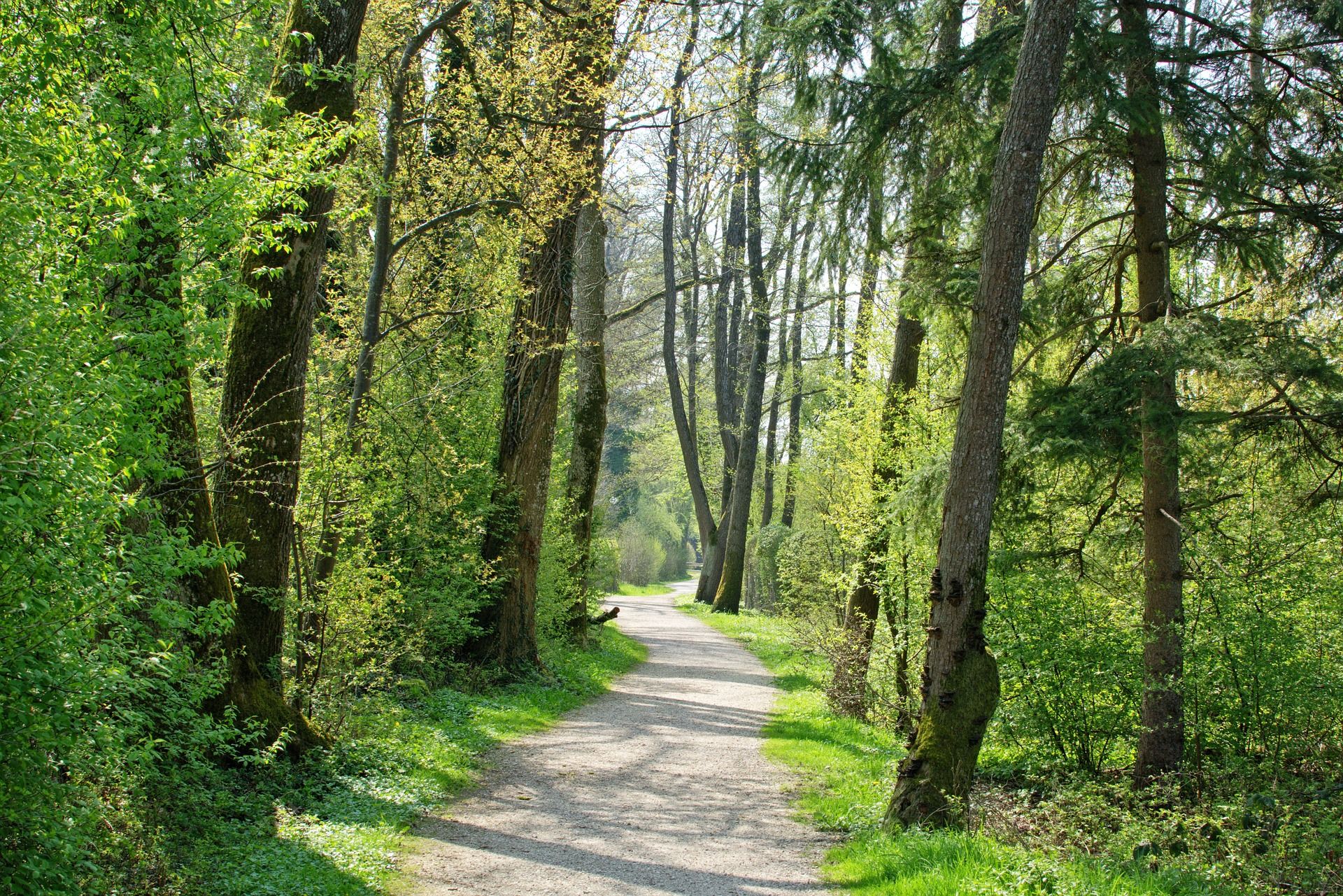 Baum-Wanderung