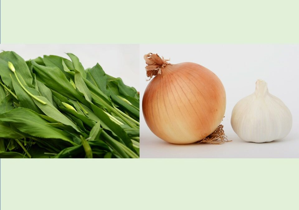 PRÄSENZ-KURS Kräuterporträt: Duftes Trio – Bärlauch, Knoblauch, Küchenzwiebel