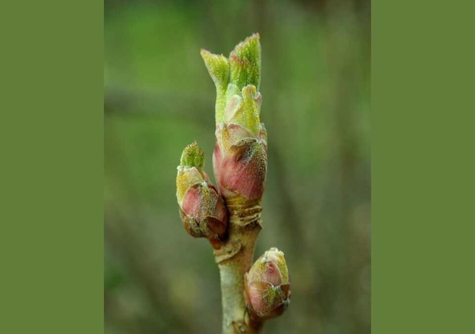 PRÄSENZ-KURS Heilkraft der Knospen: Einführung in die Gemmotherapie