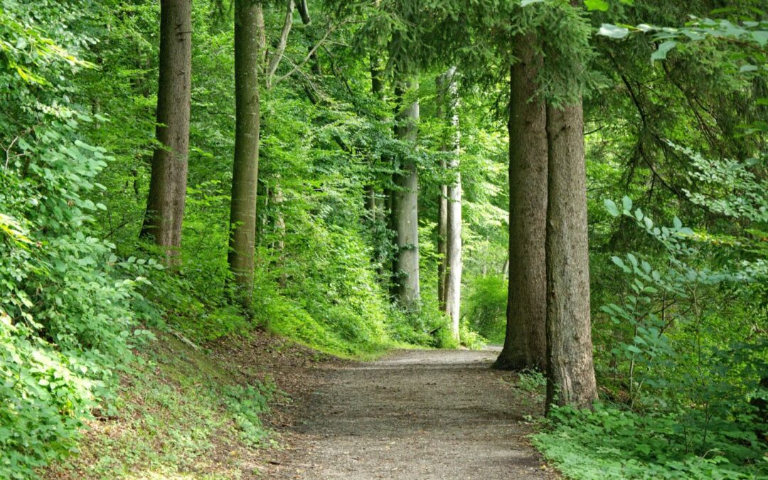 Wald-Wanderung Plus