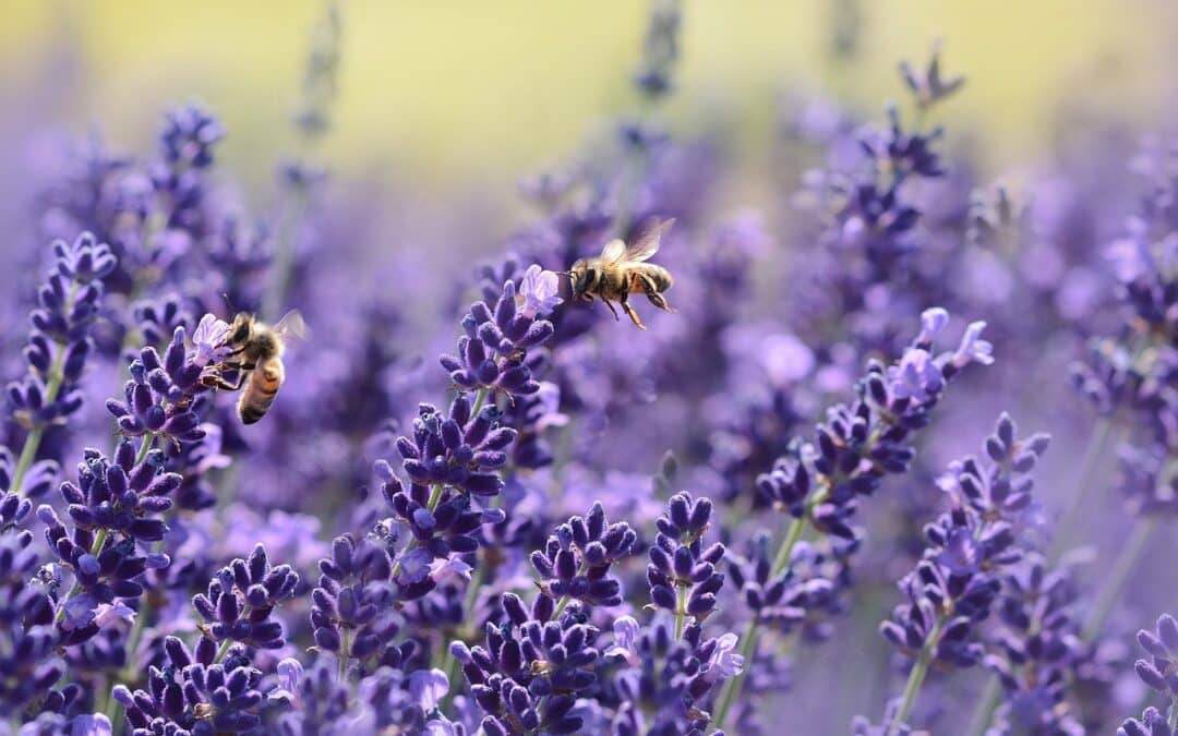 WEB-SEMINAR Kräuterporträt Lavendel