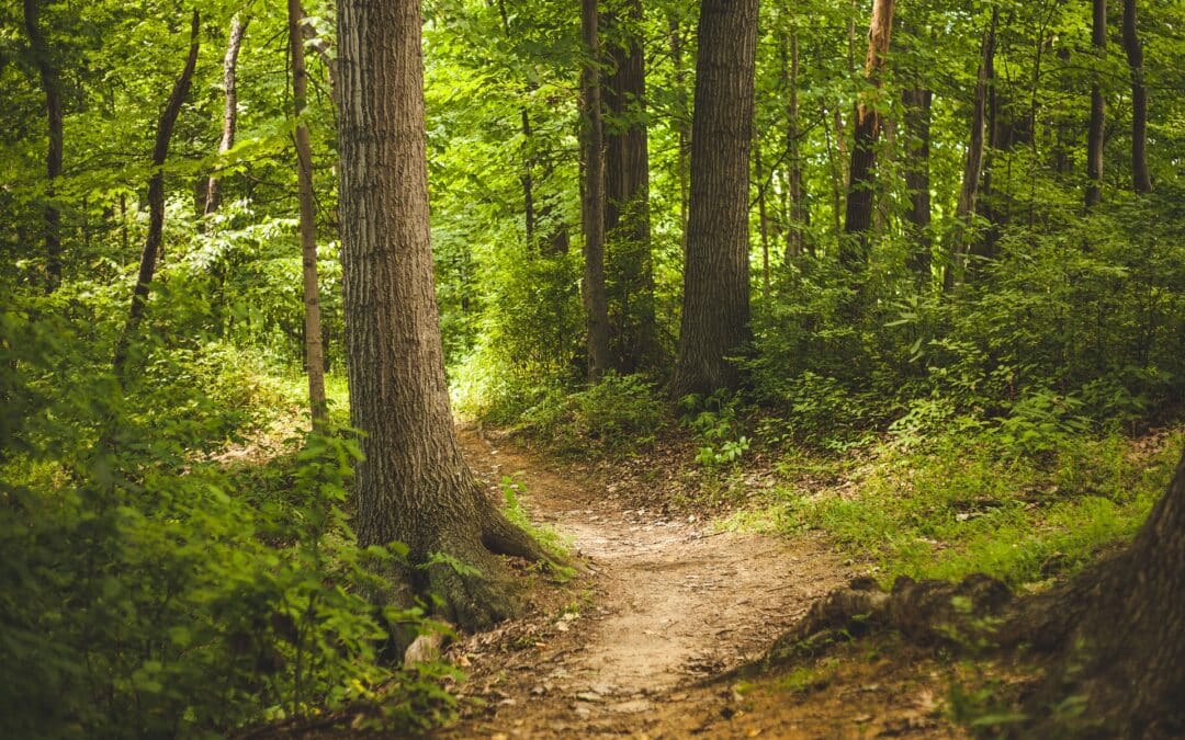 Schatzkammer Wald
